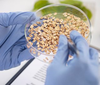lab